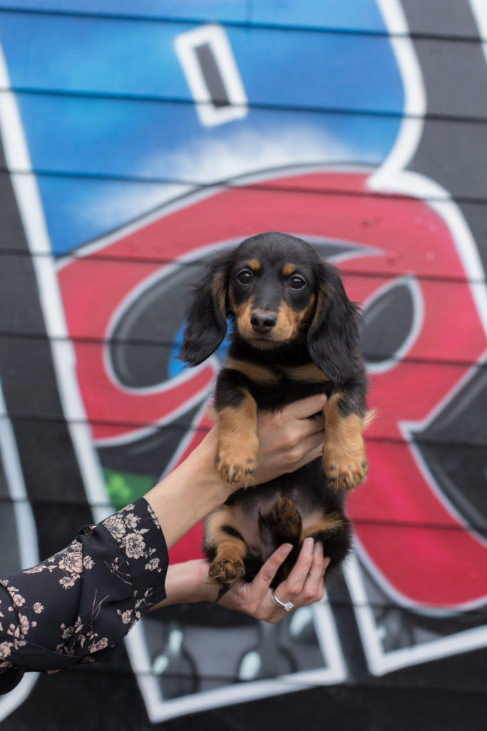 A woman wearing a flower print shirt holds her dachshund mix puppy up in front of a wall of graffiti in an area of Seattle, Washington called Georgetown.